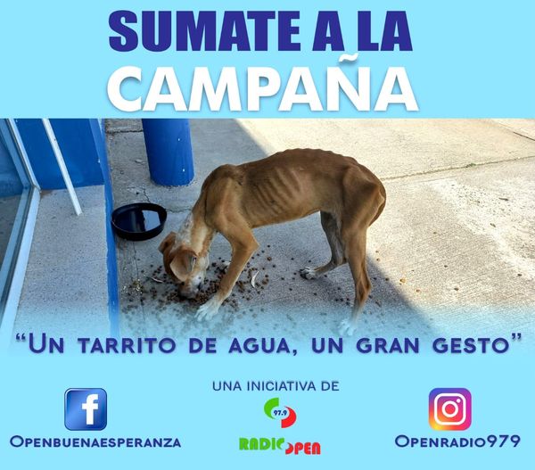 Debido al calor en Buena Esperanza iniciaron una campaña para los perros que están en la calle