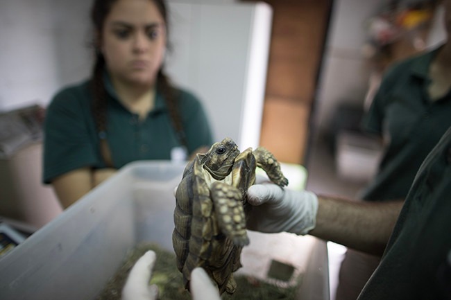 El ex zoológico de la Ciudad de Buenos Aires trabaja con La Pampa y otras 15 provincias en la conservación de especies en peligro