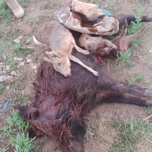 La Pampa: Cazadores demorados por matar una especie autóctona en peligro